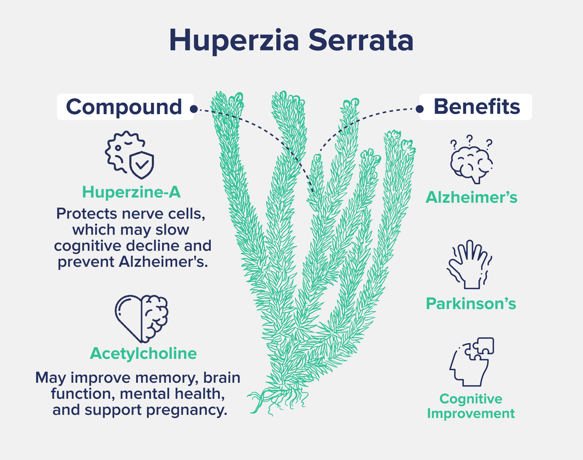 This image provides an illustration of Huperzia Serrata, a plant with beneficial cognitive properties. Key compounds and benefits are highlighted.On the left, "Huperzine-A" is noted, with text explaining that it protects nerve cells, potentially slowing cognitive decline and helping prevent Alzheimer's. Additionally, "Acetylcholine" is mentioned, indicating its possible roles in improving memory, brain function, mental health, and supporting pregnancy.On the right side, there are benefits associated with Huperzia Serrata, including protection against Alzheimer's, Parkinson's, and general cognitive improvement.The central image shows the plant's structure, depicted in a simplified green, branching form.