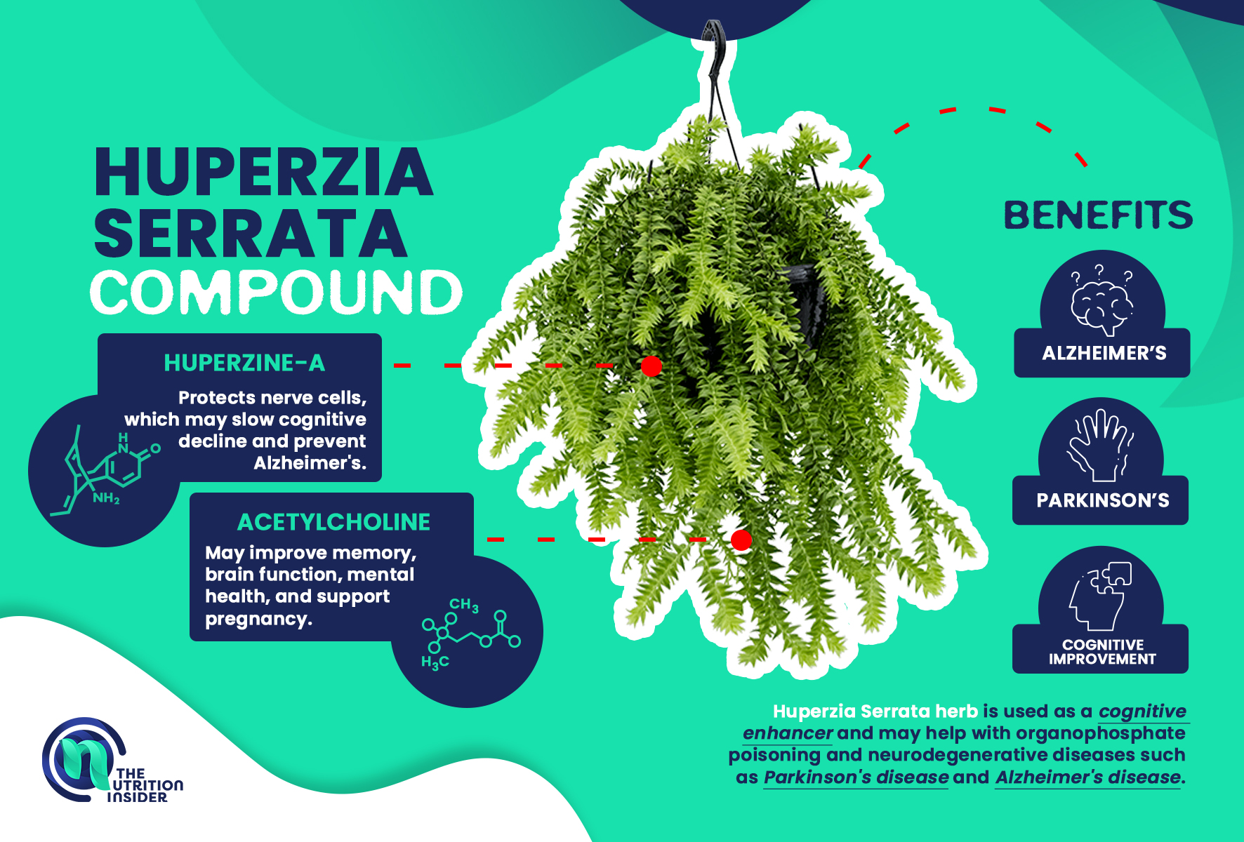 huperzia serrata compounds and benefits