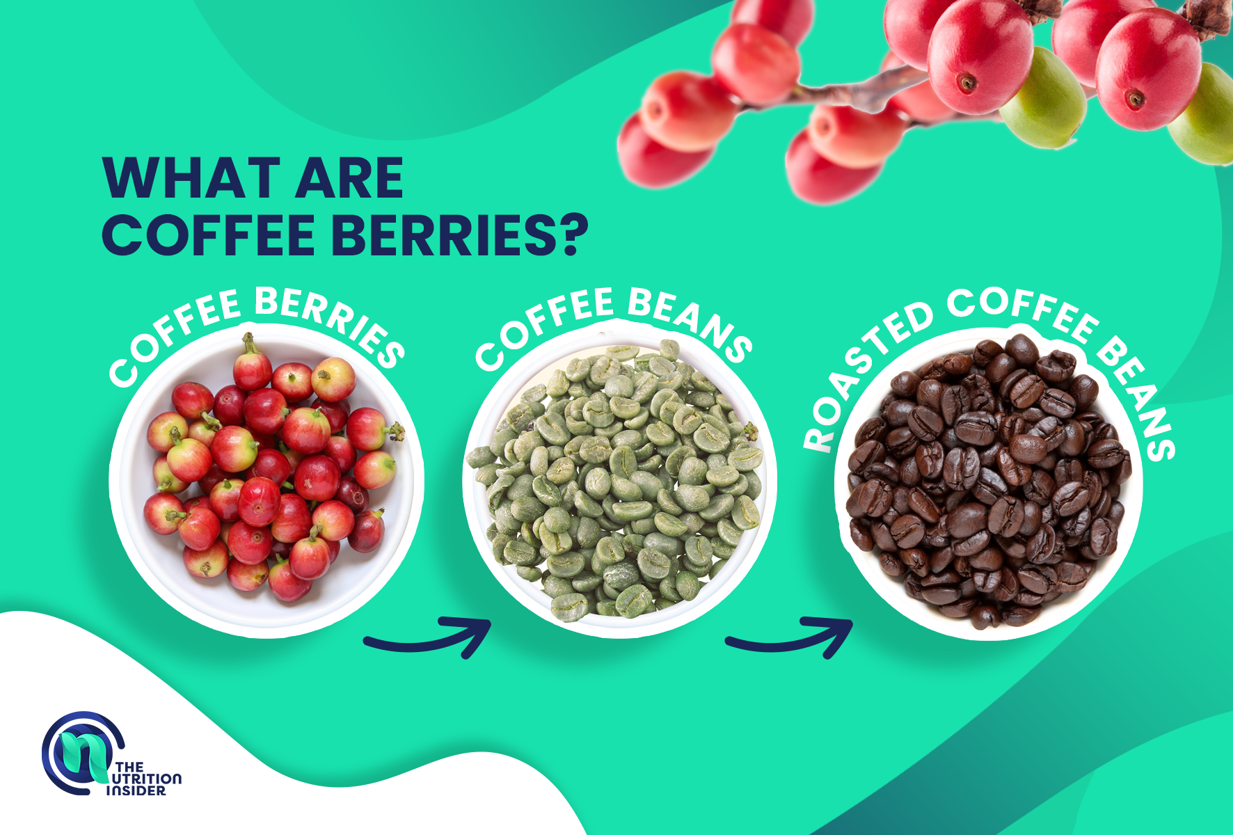 what are coffee berries