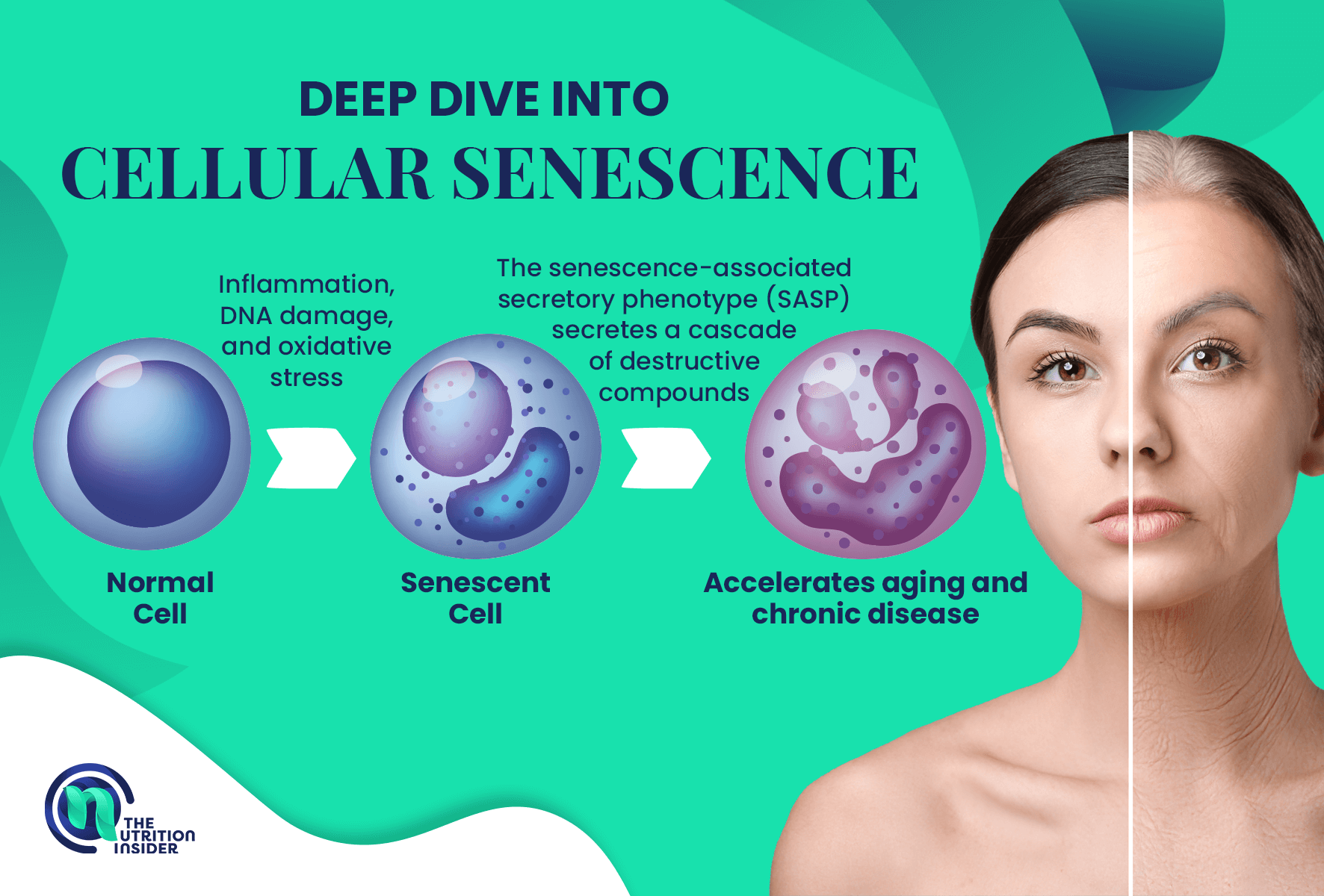 Cellular Senescence progression