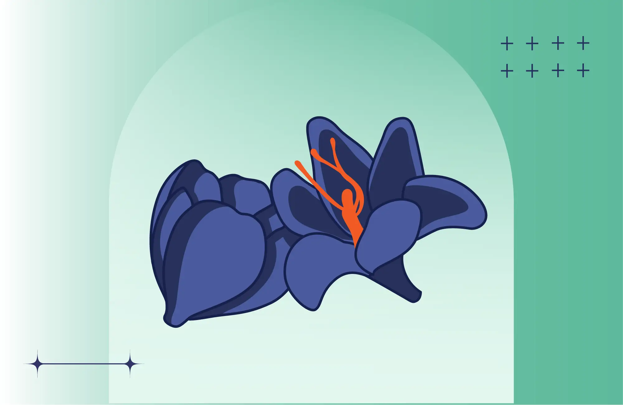 Butterfly Pea Flower