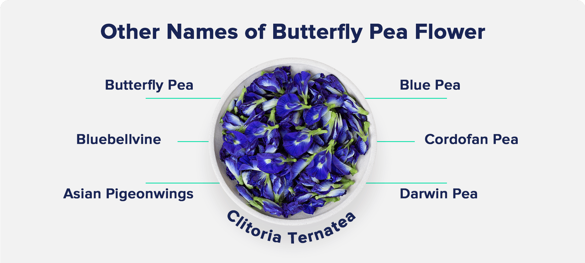 Other names of Butterfly Pea FlowerButterfly Pea, Bluebellvine, Asian Pigeonwings, Blue Pea, Cardofan Pea, and Darwin Pea 