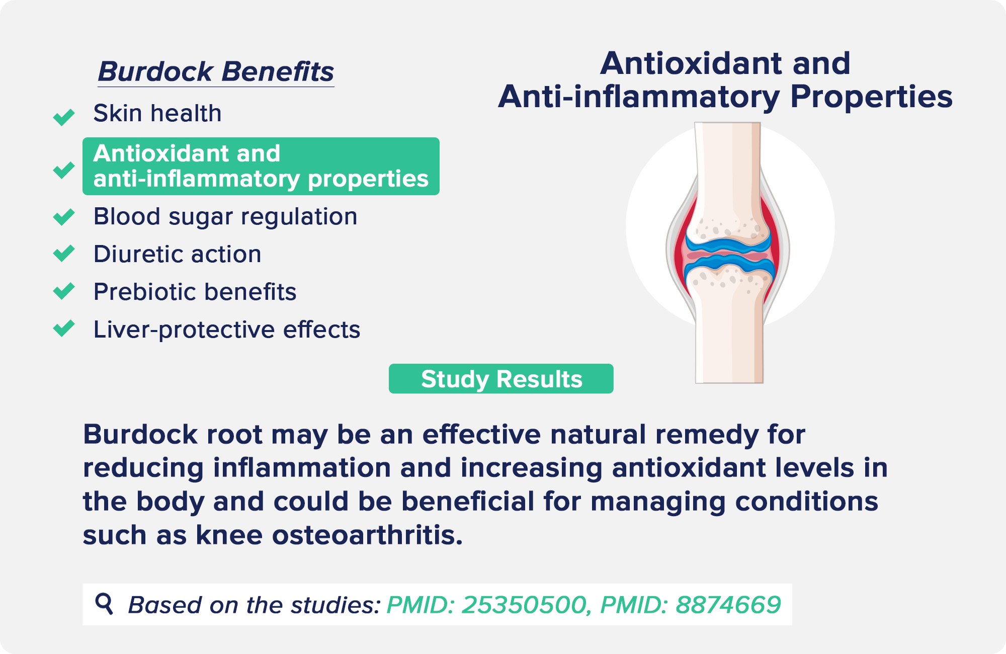 burdock benefits: Anti-Inflammatory and Antioxidant Properties