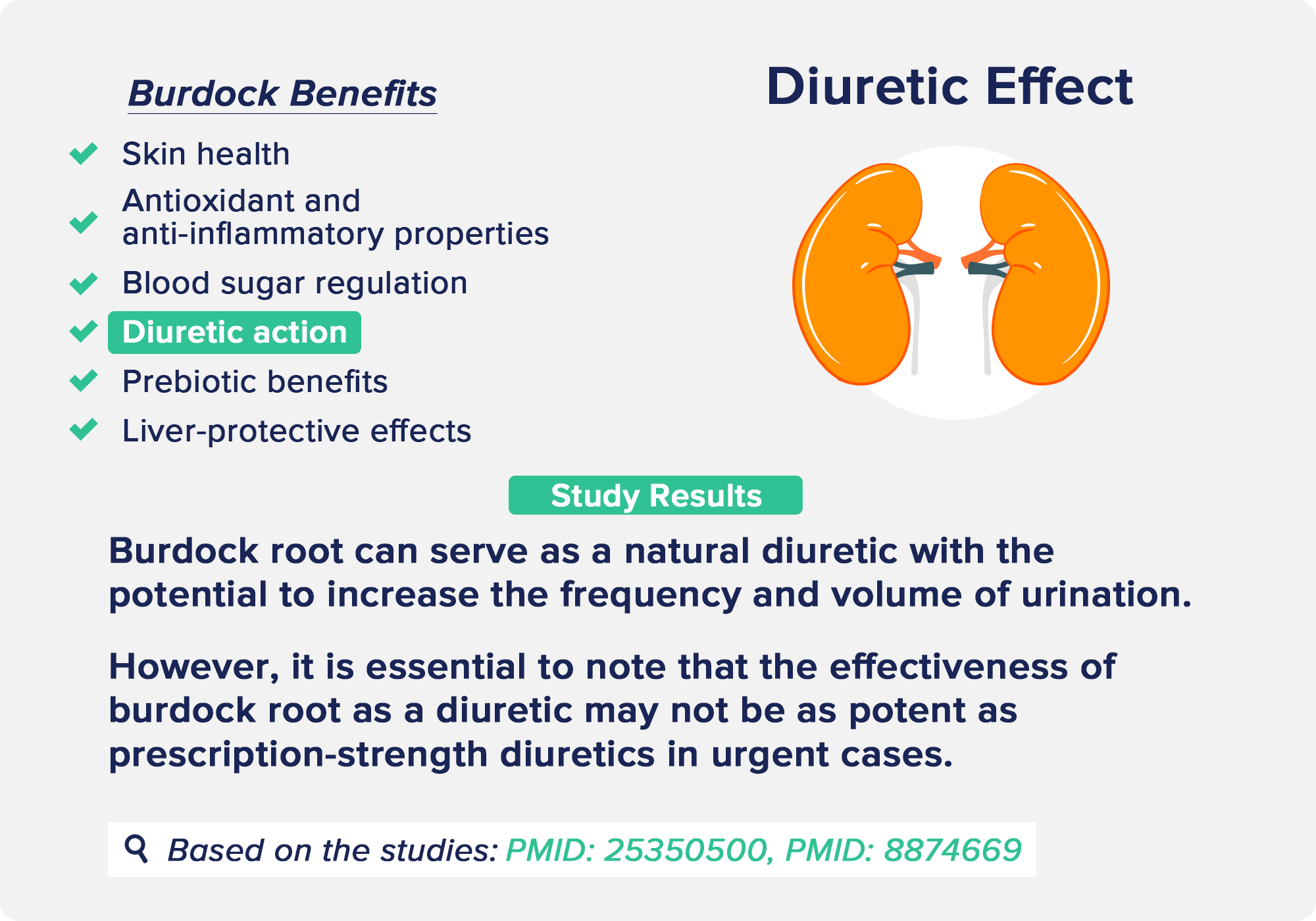 burdock benefits: Diuretic Effect