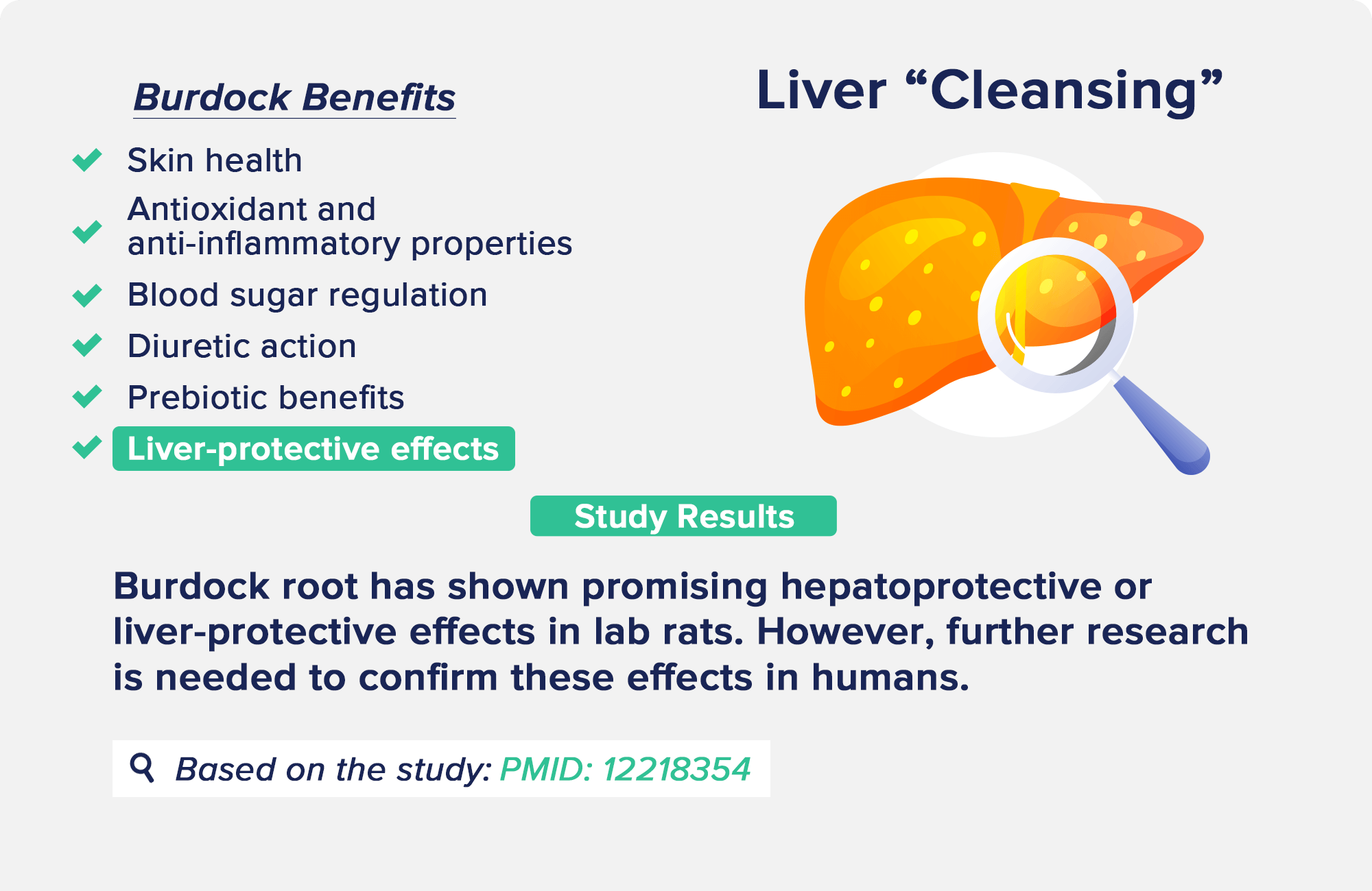burdock benefits: Liver “Cleansing”