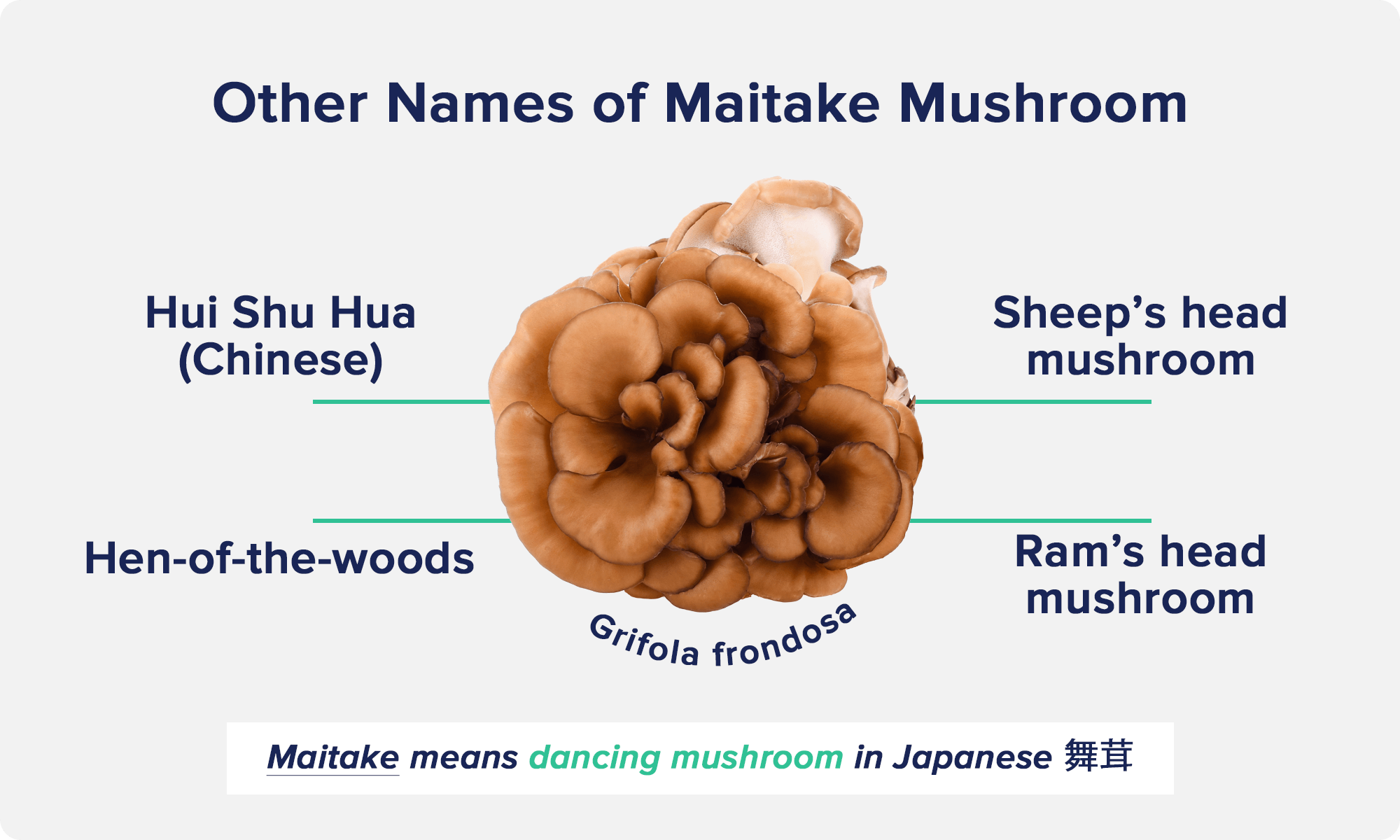 Other names of Maitake Mushroom