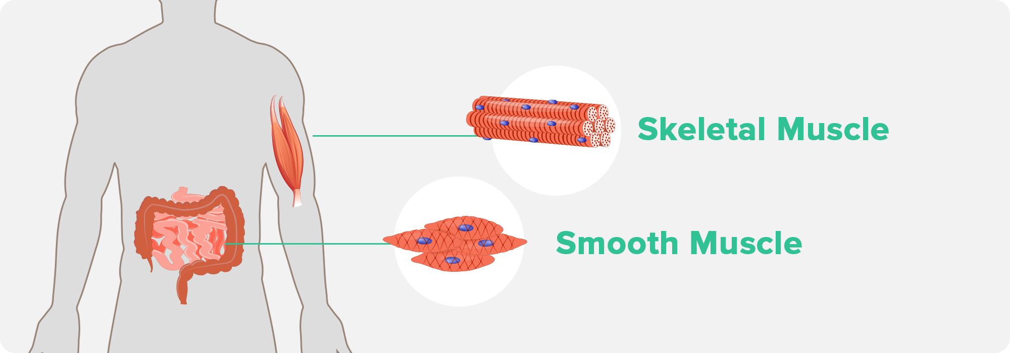 Skeletal Muscle and Smooth Muscle