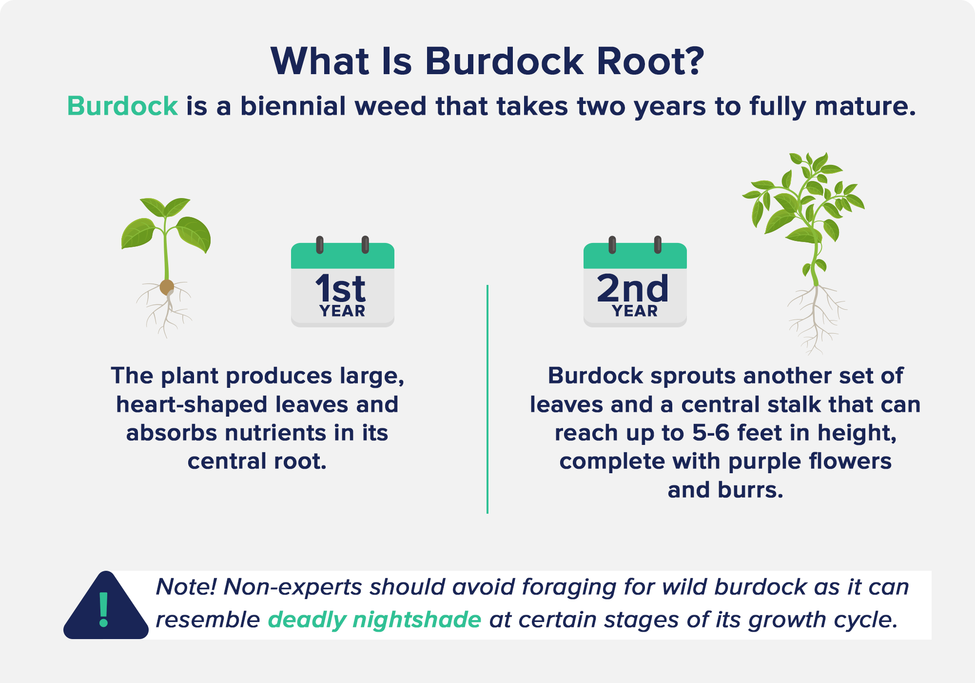 What is Burdock Root?