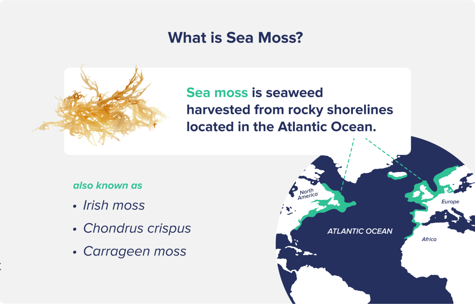 sea-moss-benefits-how-to-eat-it-the-nutrition-insider