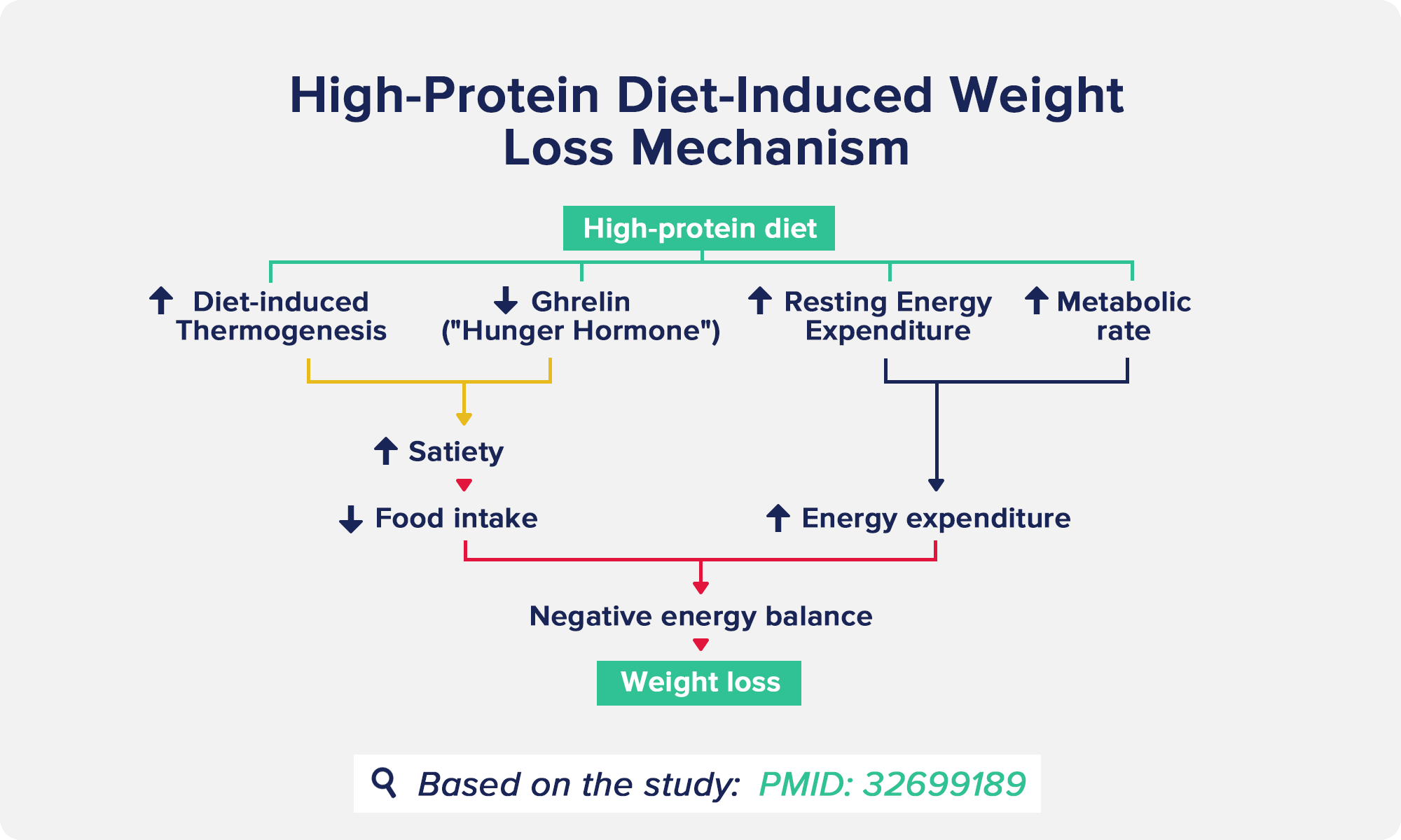 High-Protein Diet-Induced Weight Loss Mechanism