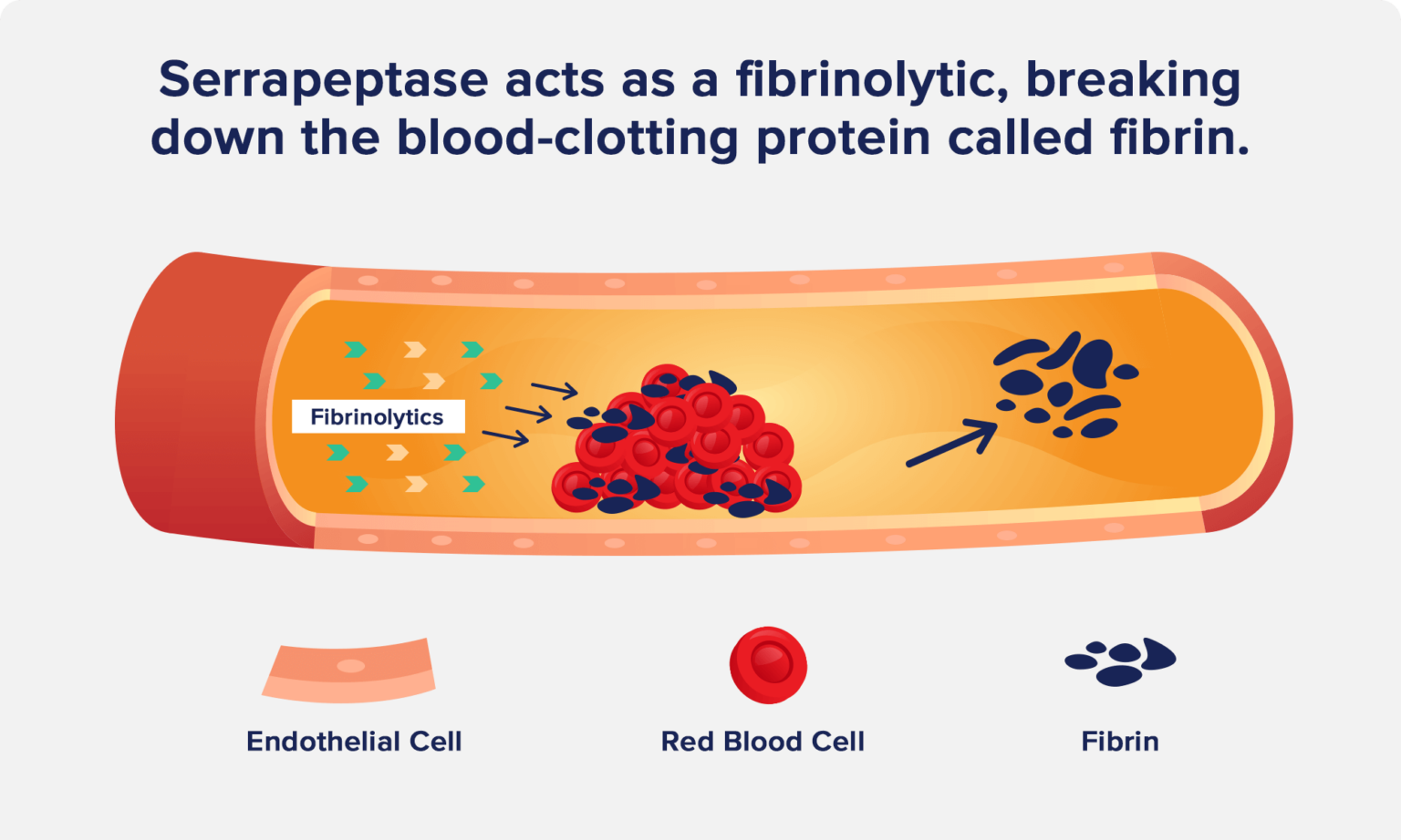 Serrapeptase: Benefits, Dosage, And Side Effects - The Nutrition Insider