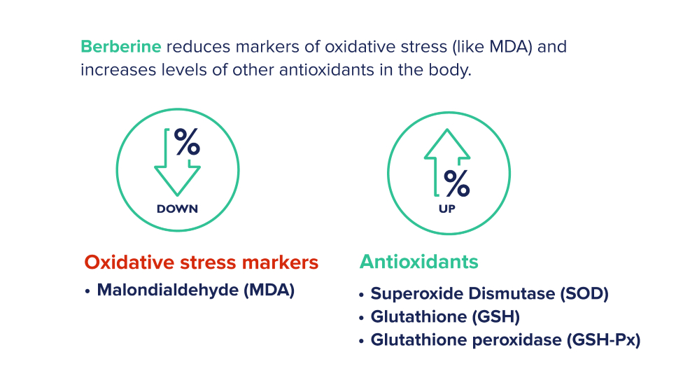 berberine lowers oxidative stress markers