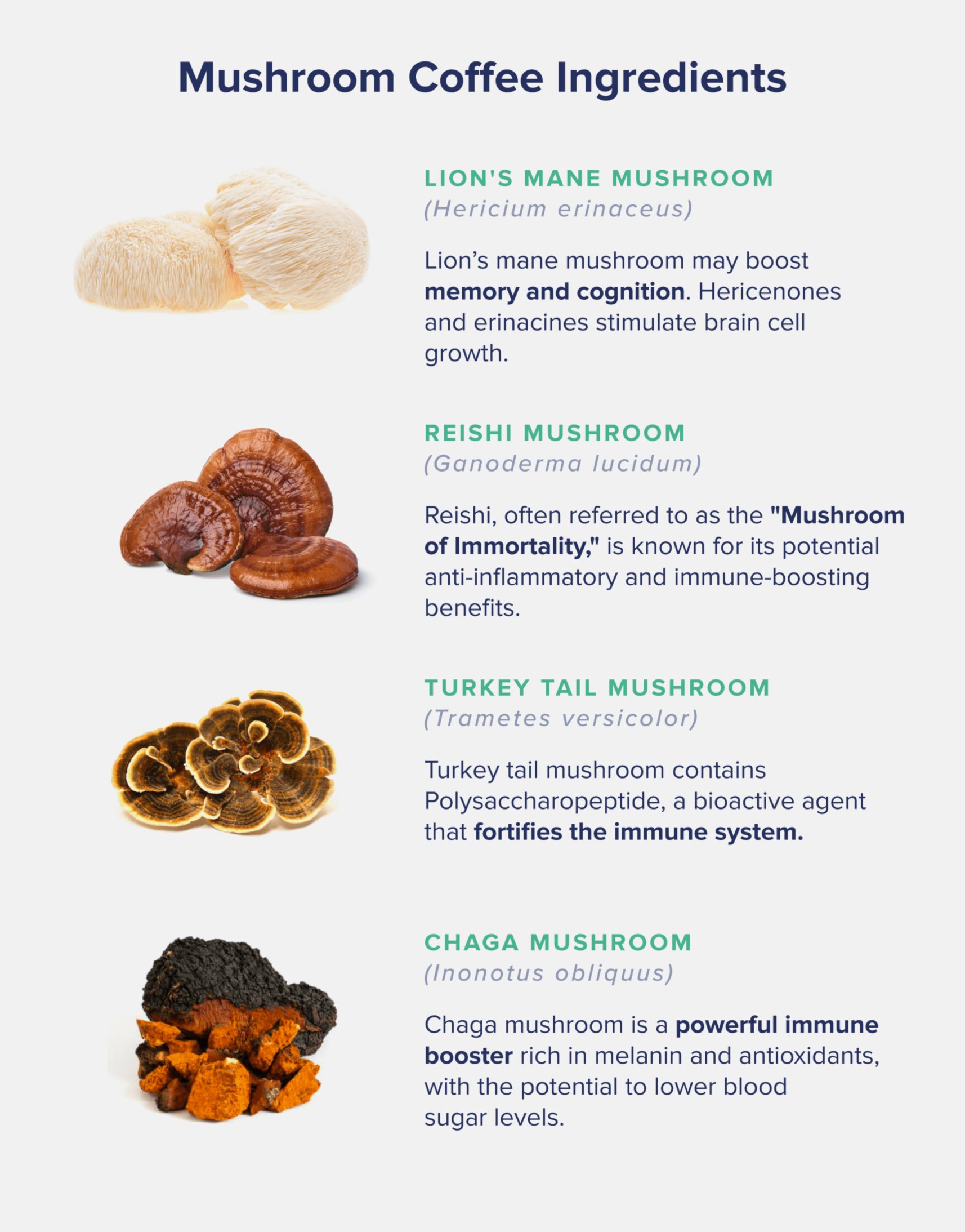 A graphic entitled "Mushroom Coffee Ingredients" showing pictures and brief descriptions of the ingredients in Lion's Mane, Reishi, Turkey Tail, and Chaga mushrooms.