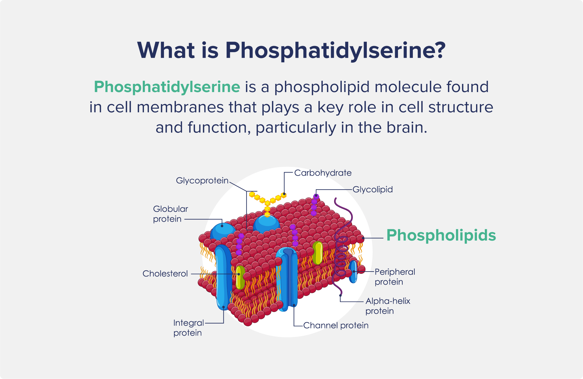 A graphic entitled "What is Phosphatidylserine?" with a picture of a phosphatidylserine cell, including labeled components.