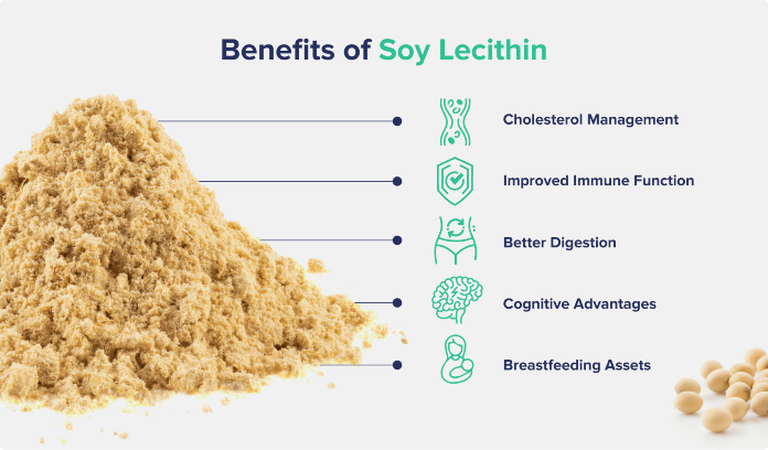 A graphic entitled "Benefits of Soy Lecithin" showing a small mount of lecithin powder with icons labeled after purported health benefits like cholesterol management, digestion, and more