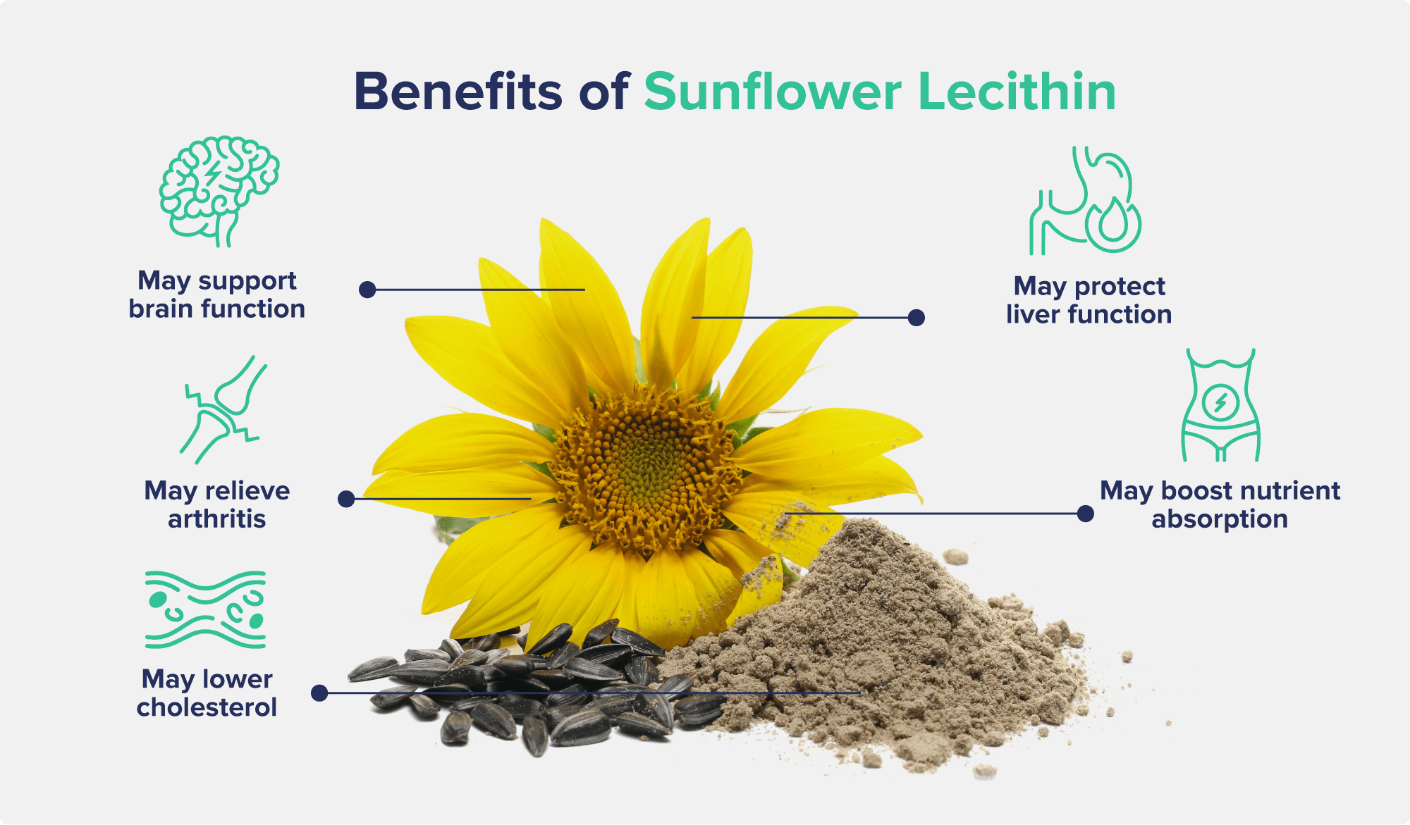 A graphic entitled Benefits of Sunflower Lecithin showing a sunflower, seeds, and a powder, with text descriptions of potential benefits surrounding the image