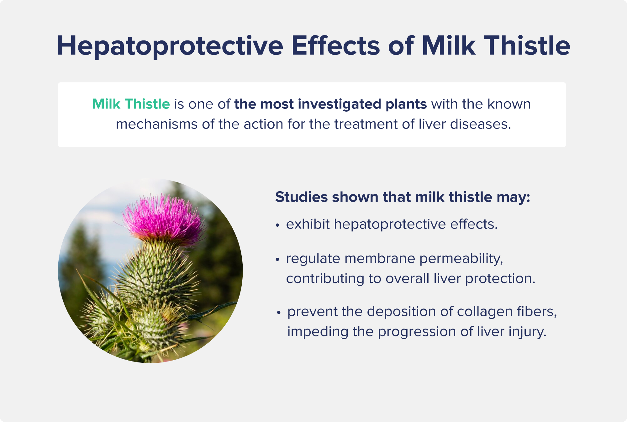 Hepatoprotective Effects of Milk Thistle