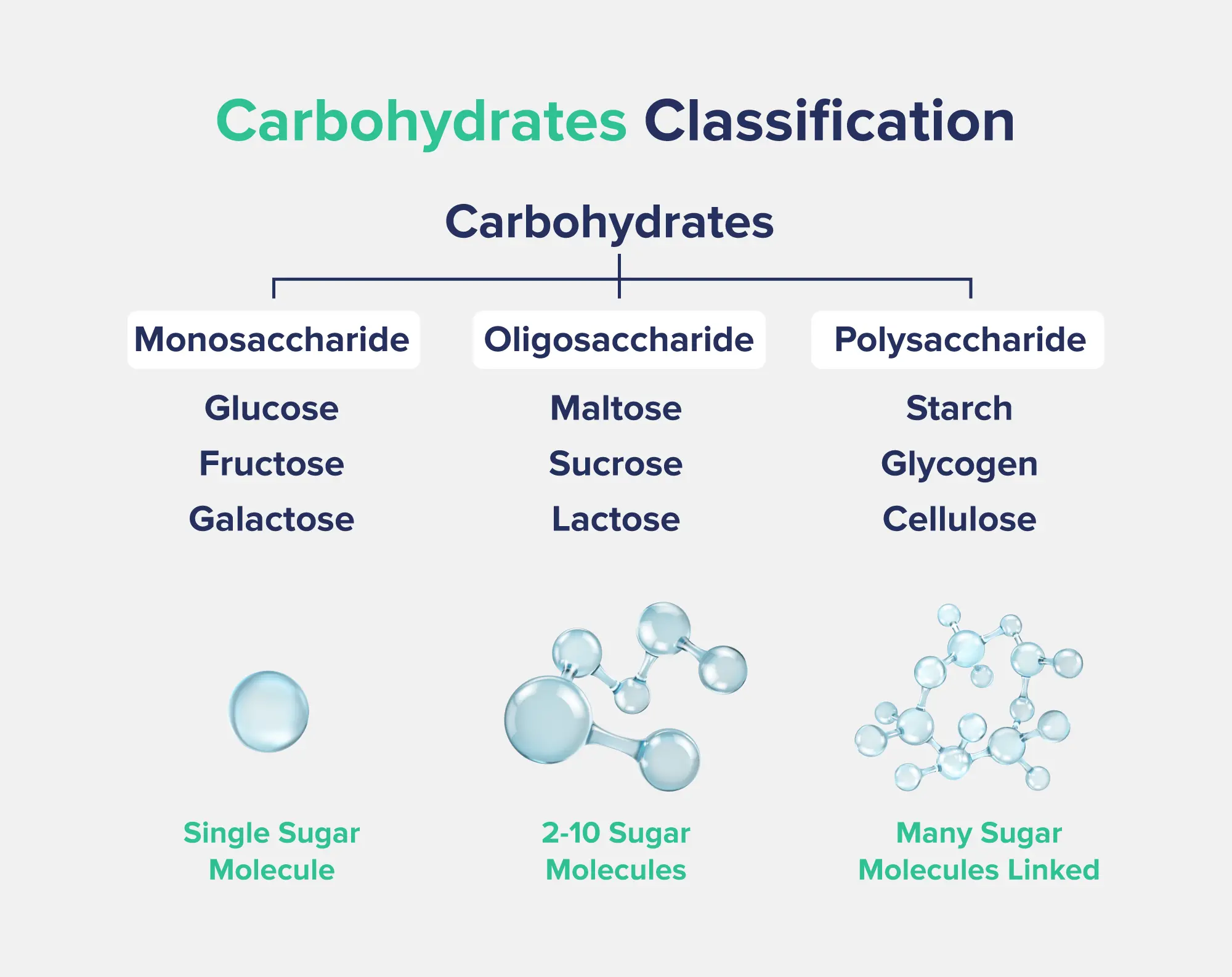 A graphic entitled "carbohydrates classification" with the three major types of carbohydrates presented alongside corresponding images: monosaccharides, oligosaccharides, and polysaccharides