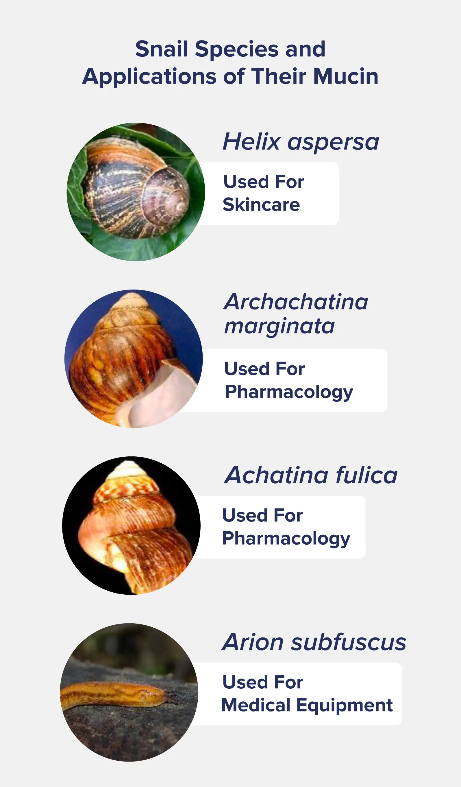 A graphic entitled "Snail Species and Applications of Their Mucin," displaying several pictures of snail species, their names, and a description of how they're used. Example: Helix aspersa is used for skincare. 