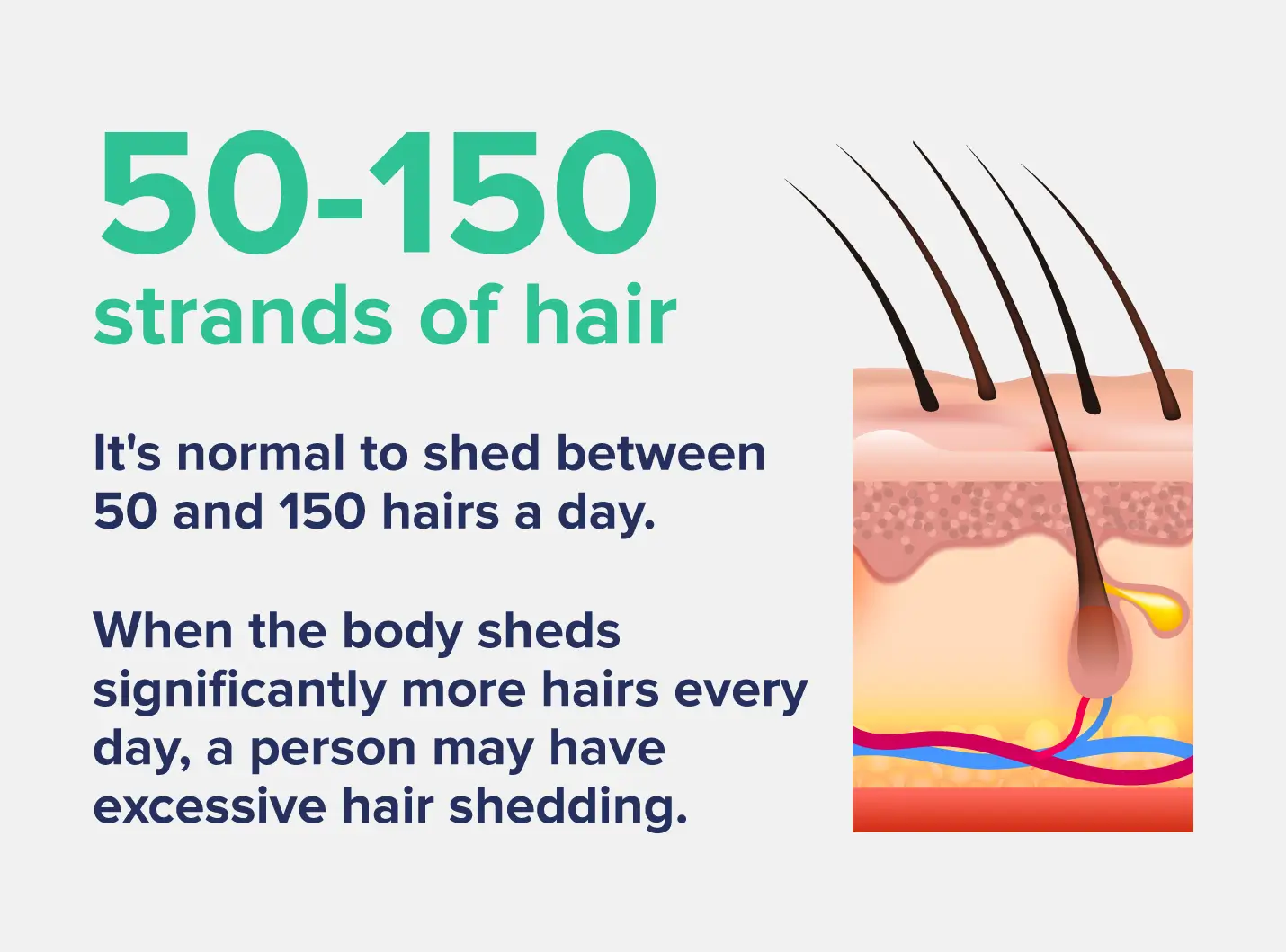 it's normal to shed 50-150 strands of hair per day