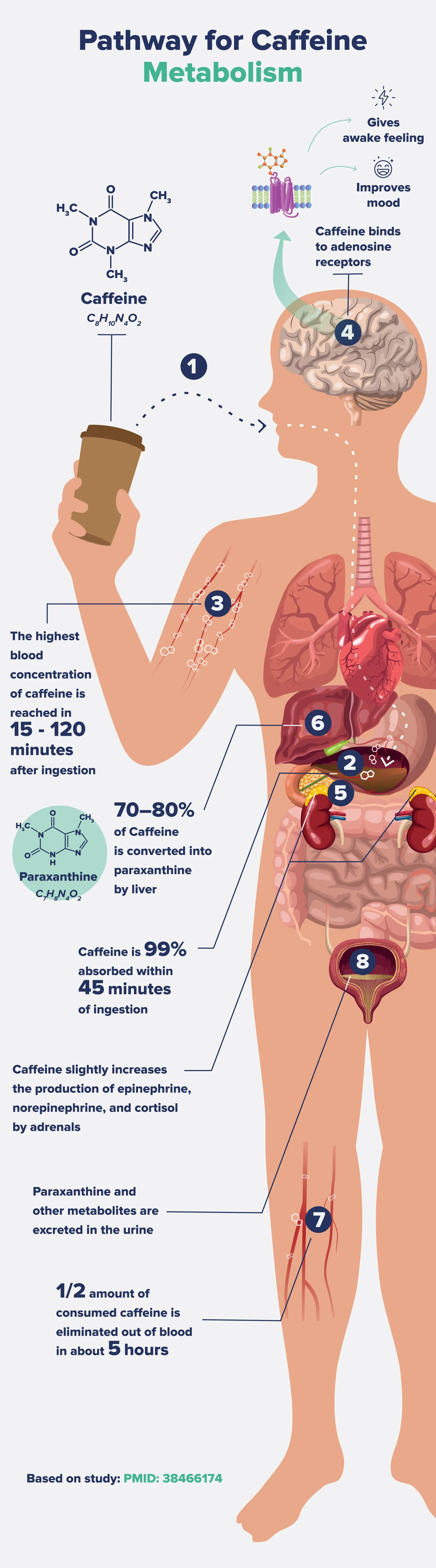 An infographic describing the pathway caffeine takes to be metabolized.