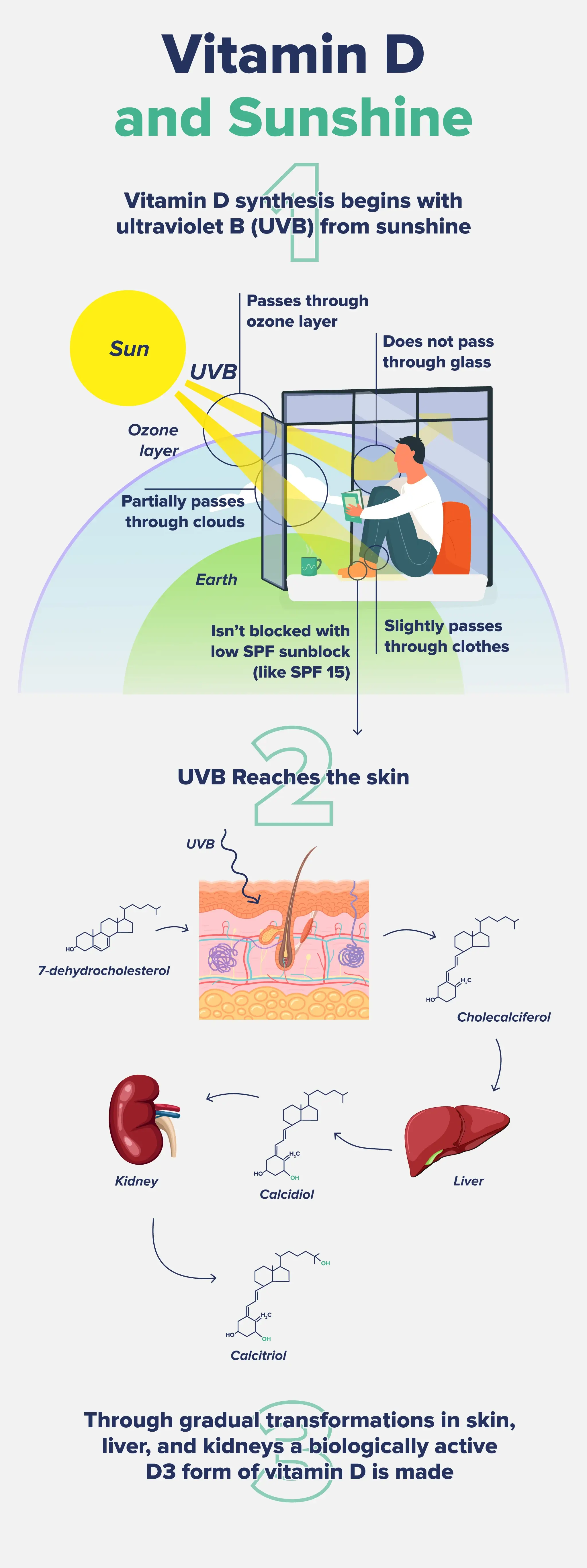An infographic breaking down the process of vitamin D synthesis from sun exposure. 