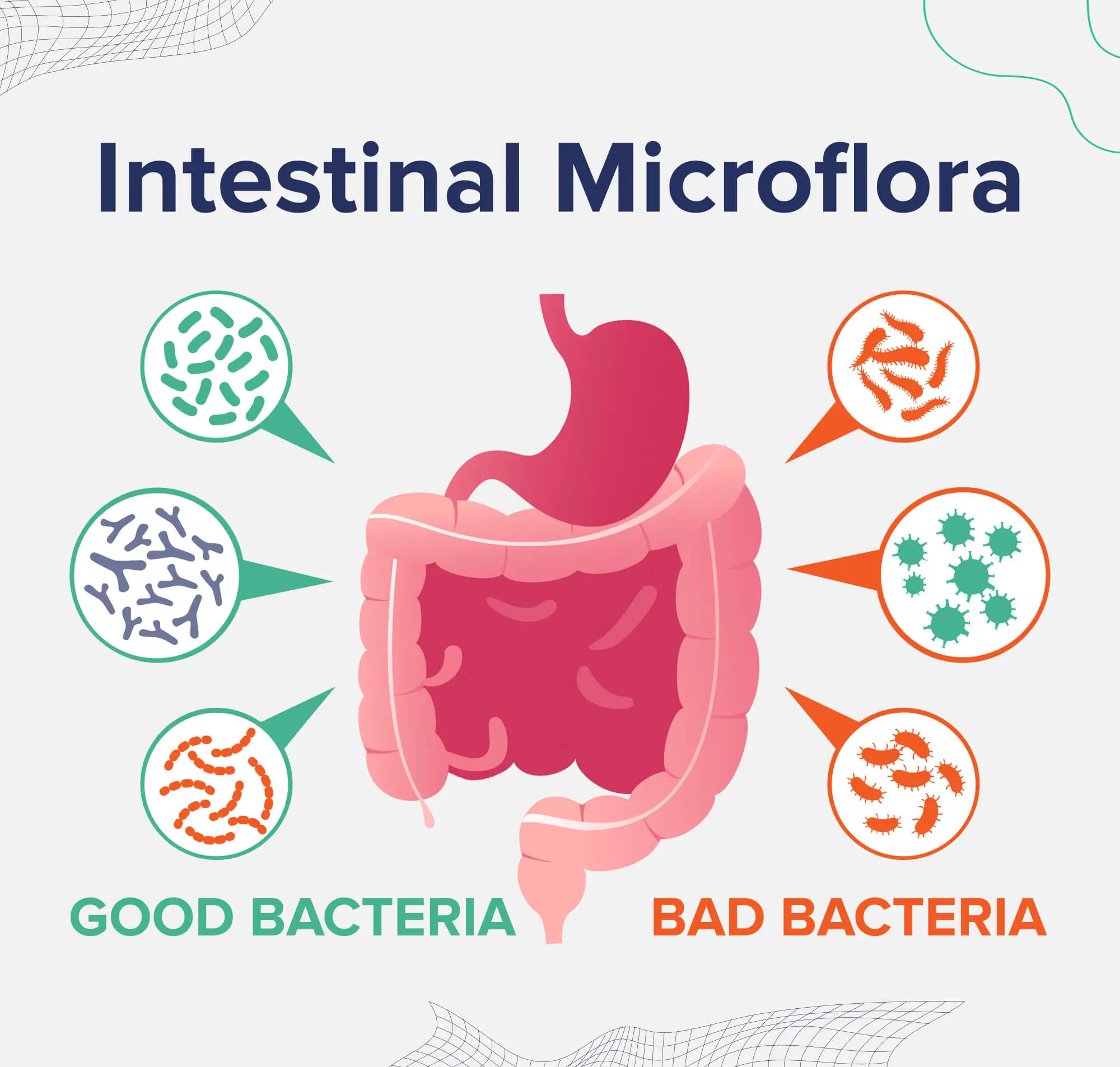 Intestinal Microflora