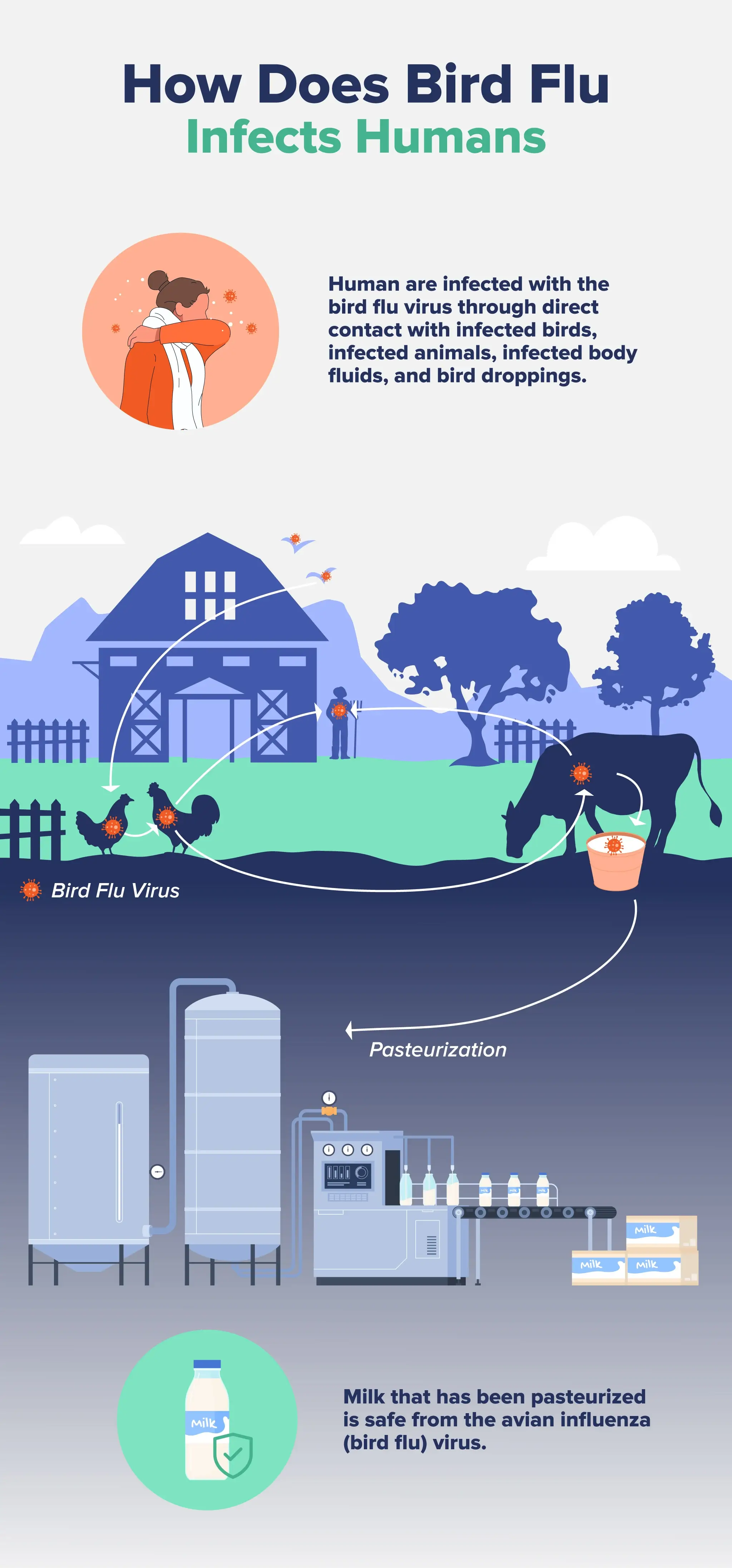 Infographic mapping how bird flu contaminants infect humans.