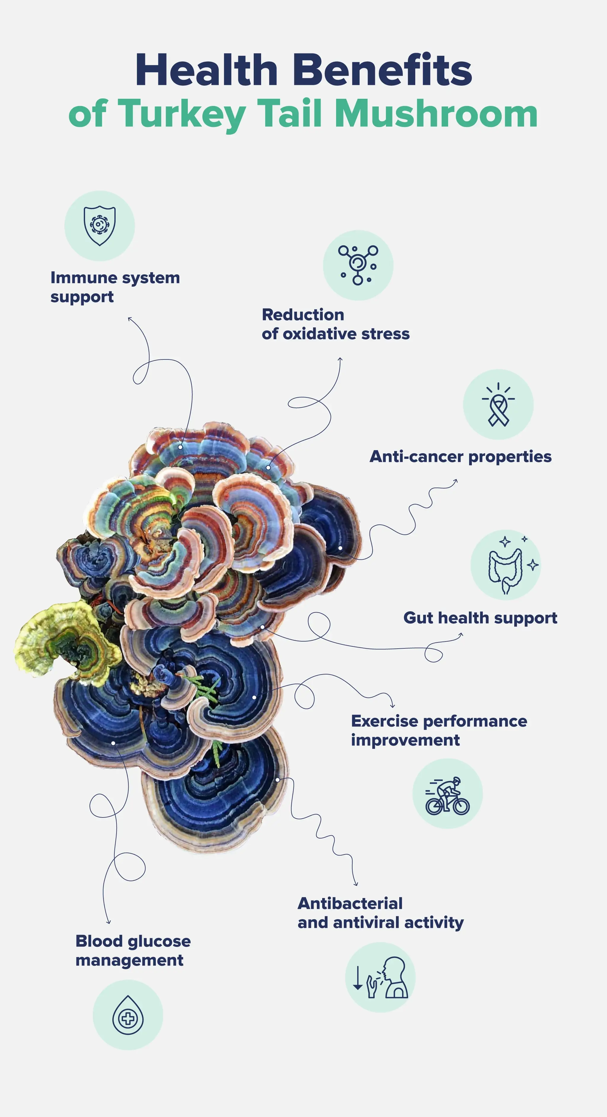 Health benefits of Turkey Tail Mushroom