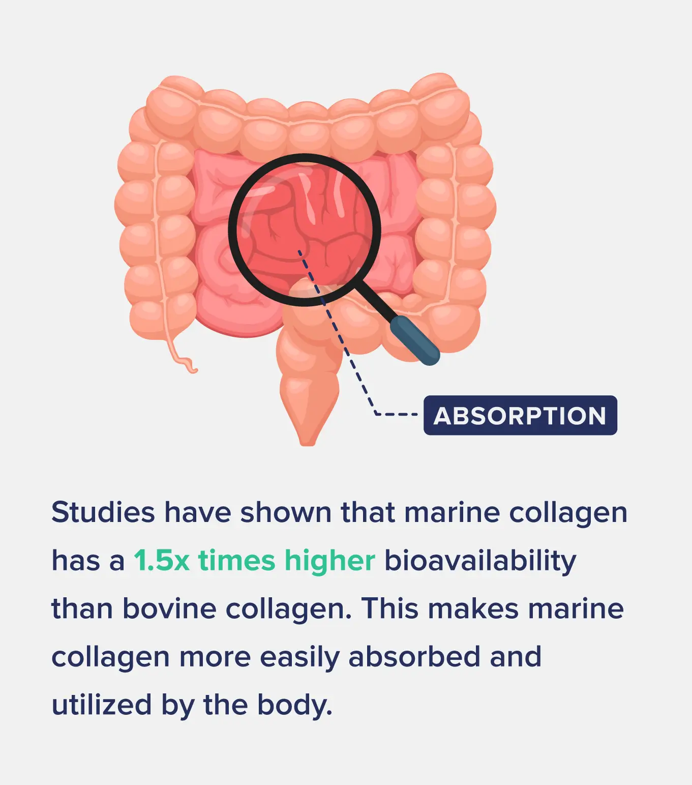 Studies have shown that marine collagen has a 1.5x times higher bioavailability than bovine collagen. This makes marine collagen more easily absorbed and utilized by the body.