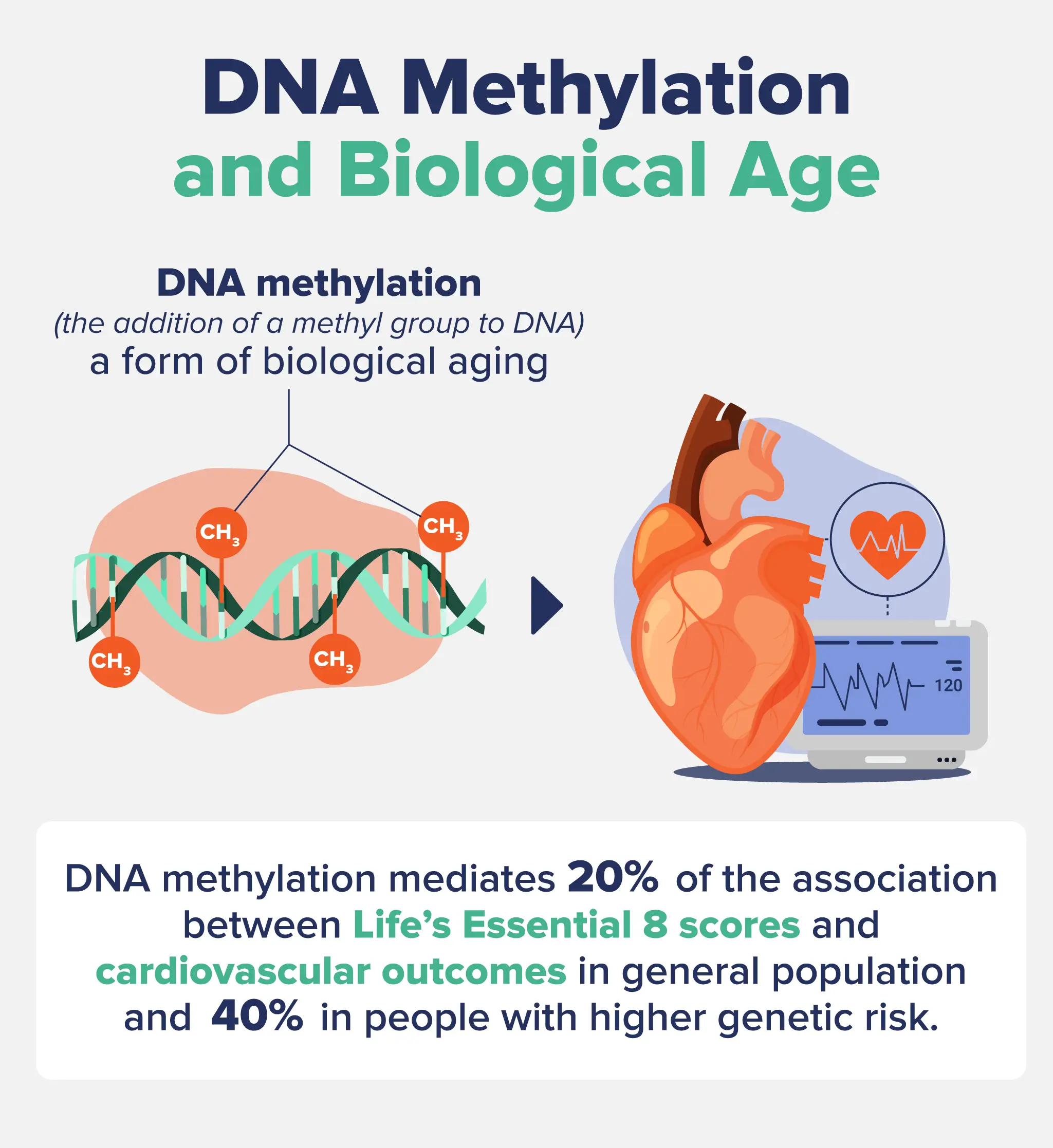 An infographic describing SNA Methylation and biological age.