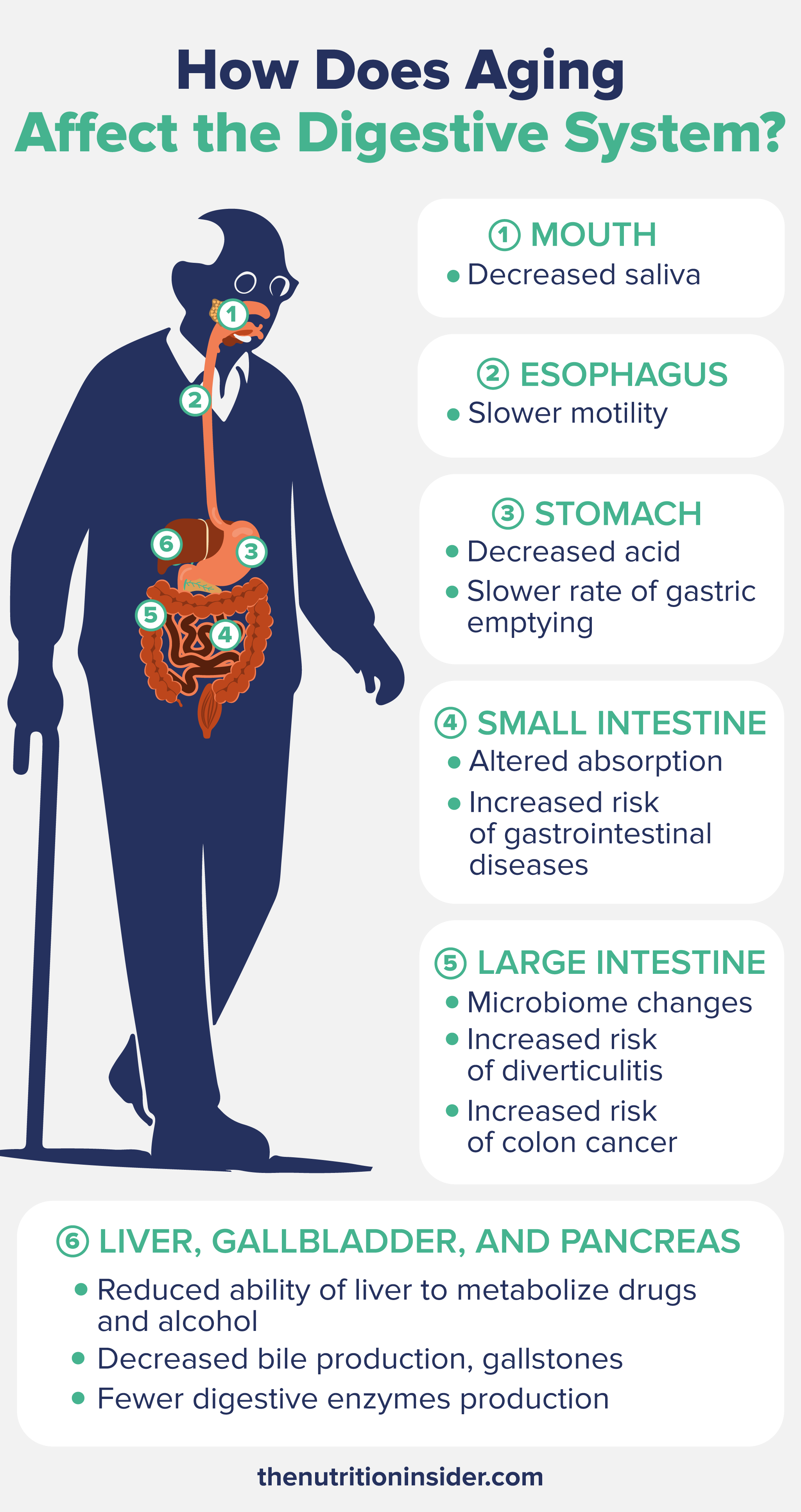 infographic explaining the different effects of aging on the digestive system