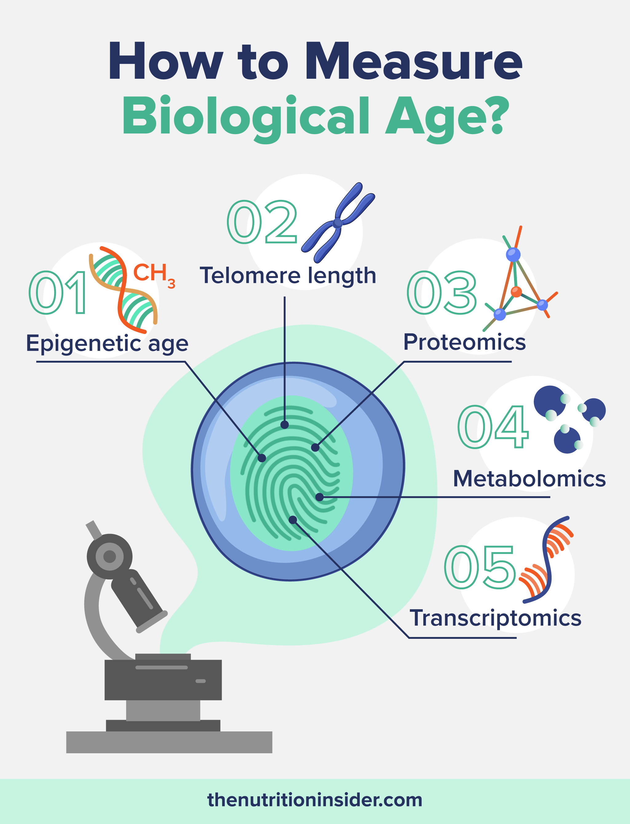 Infographic about how to measure biological age