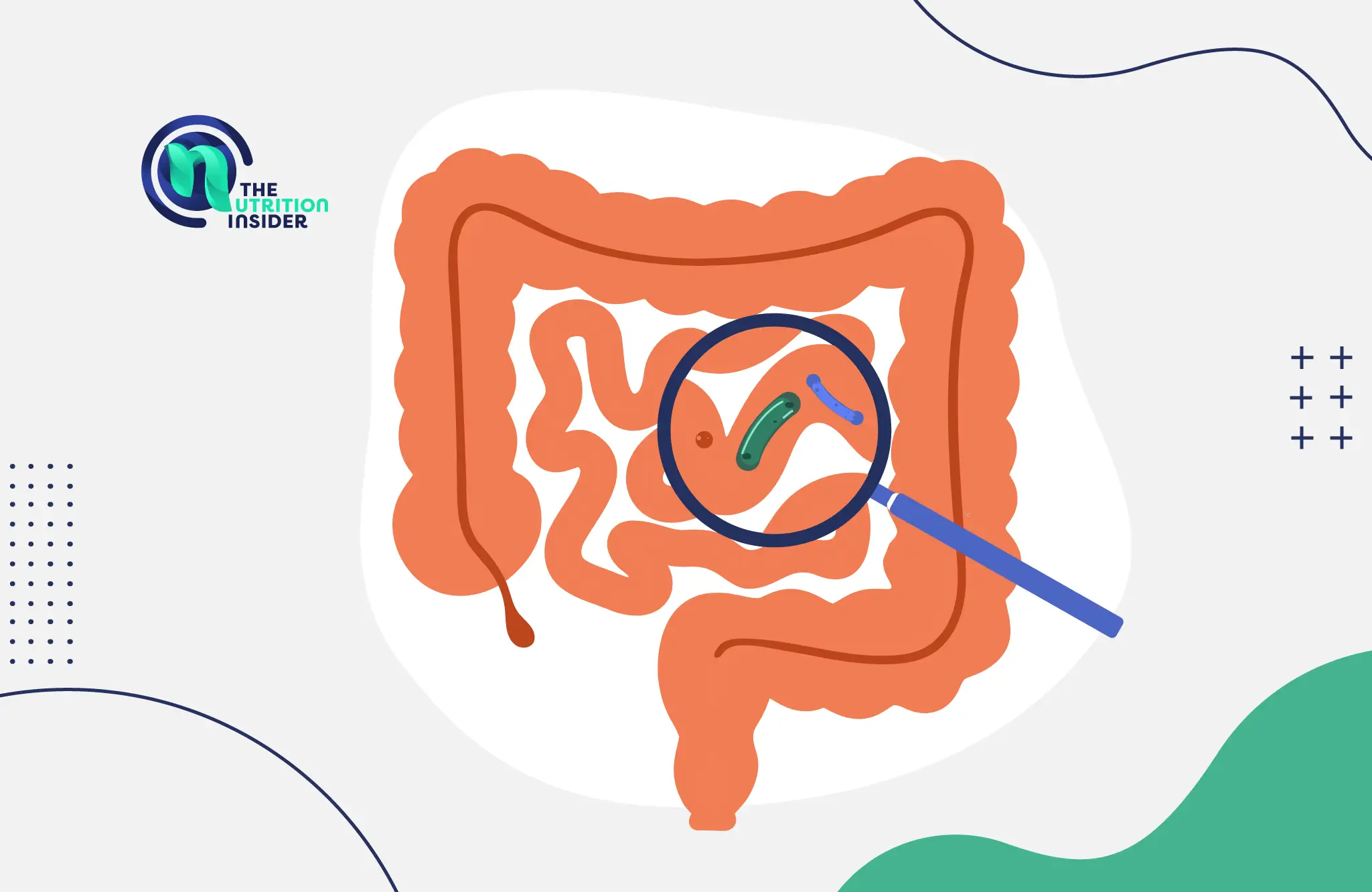 image of the human digestive system with a magnifying glass zooming in on a section with microbes