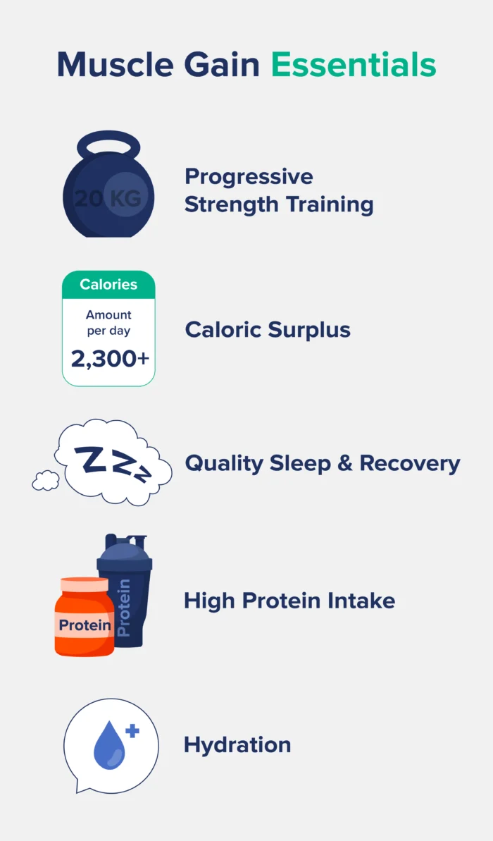 muscle gain essentials